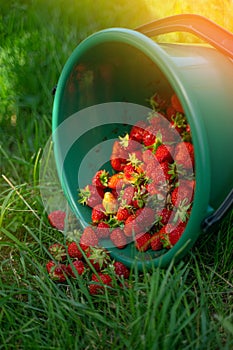 Green bucket of harvested strawberries on the grass in the field