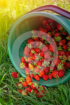 Green bucket of harvested strawberries on the grass in the field