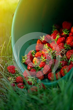 Green bucket of harvested strawberries on the grass in the field