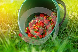 Green bucket of harvested strawberries on the grass in the field