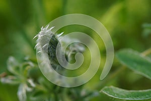 Green Bud of blue lupin flower - Latin name - Lupinus pilosus