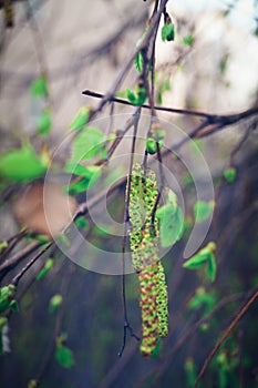 Green Bud on a branch of birch Tree Spring Seasonal item of Nature macro