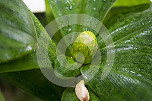 Green bud of Costus plant