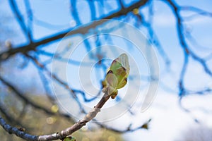 A green bud with green leaves on a tree branch against a blue sky in spring.
