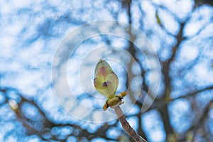 A green bud with green leaves on a tree branch against a blue sky in spring