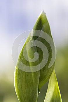 Green Bud