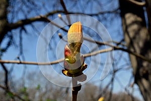 Green bud of leaves in forest