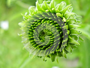 Green bud pattern