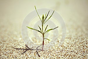 Green bud sprout in the sand