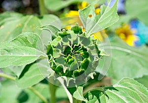 Green bud of a sunflower