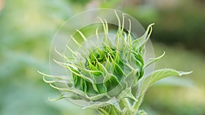 Green bud of a sunflower