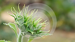 Green bud of a sunflower