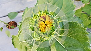 Green bud of a sunflower