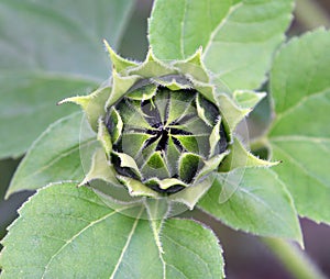 Green bud of a sunflower