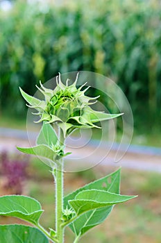 Green bud sunflower