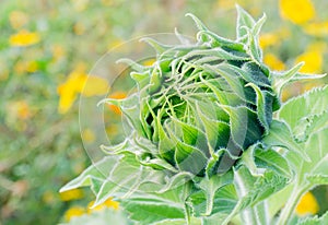 Green bud sunflower