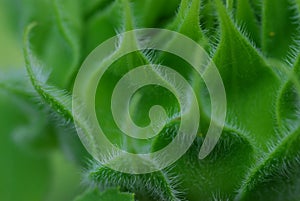 Green bud sunflower close up