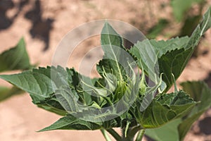 A green bud sunflower