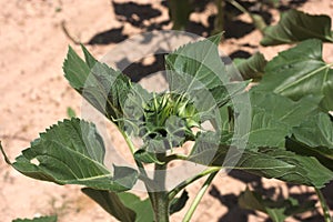 A green bud sunflower with leaves