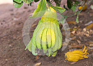 Green Buddah`s Hand citrus ripening on the tree