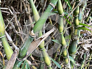 Green Buddha Belly Bamboo branches (Bambusa ventricosa) backgrounds, textures, selective focus.