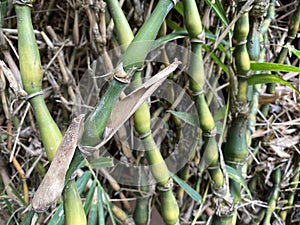 Green Buddha Belly Bamboo branches (Bambusa ventricosa) backgrounds, textures, selective focus.