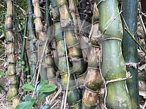 Green Buddha Belly Bamboo tree (Bambusa ventricosa) backgrounds, textures, selective focus.