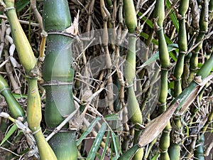 Green Buddha Belly Bamboo tree (Bambusa ventricosa) backgrounds, textures, selective focus.