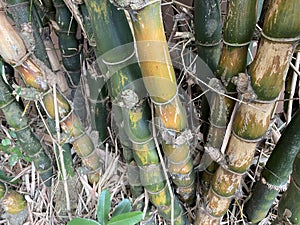Green Buddha Belly Bamboo tree (Bambusa ventricosa) backgrounds, textures, selective focus.
