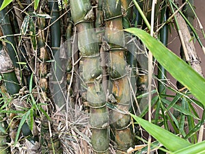 Green Buddha Belly Bamboo tree (Bambusa ventricosa) backgrounds, textures, selective focus.