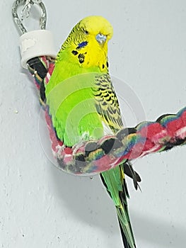 Green budgerigar