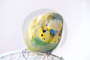 Green budgerigar parrot close up sits on cage