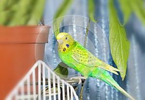 Green budgerigar parrot close up sits on cage. Cute green budgie