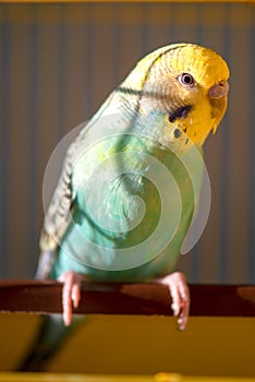 Green budgerigar parrot close up sits on cage near the mirror. Cute green budgie
