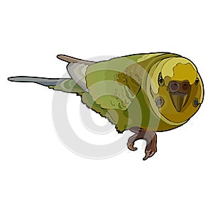 Green budgerigar in vector