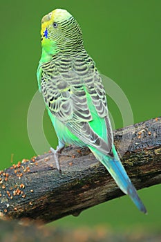 Green budgerigar