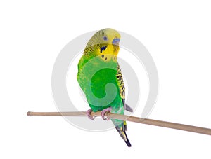 Green budgie