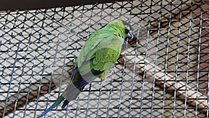 Green Budgie at Bird Kindgom Aviary in Niagara Falls, Canada