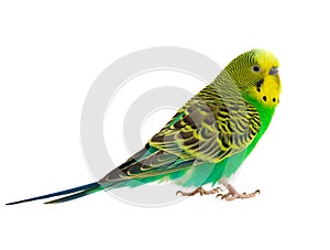 Green budgie