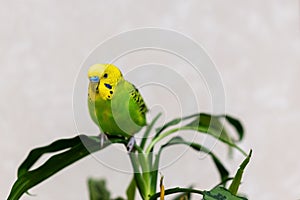 A green budgie is sitting on a green plant. Poultry hand made pet. The parrot is looking at the camera. Closeup of a bird