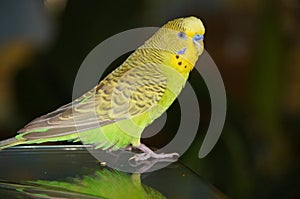 The green budgie is tame. beautiful bright parrot