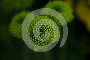 Green buds chrysanthemums closeup