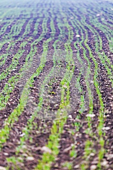 Green buds field agriculture