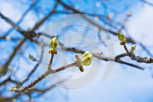 A green buds with green leaves on a tree branch against a blue sky in spring
