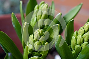 Green buds of hyacinths in flower pot