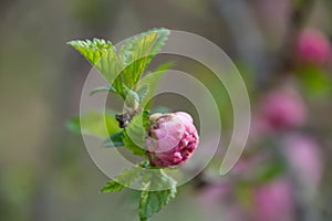 Green buds and lonely plum blossom buds in the spring breeze.