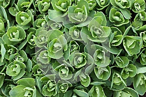 Green buds of a new grass