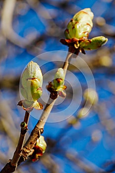 Green buds on a tree against a blue sky. Fresh leaves on a chestnut branch. Springtime concept