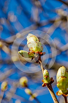 Green buds on a tree against a blue sky. Fresh leaves on a chestnut branch. Springtime concept