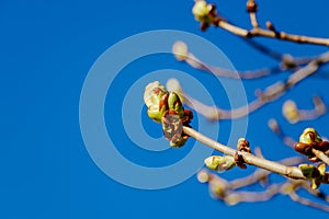 Green buds on a tree against a blue sky. Fresh leaves on a chestnut branch. Springtime concept